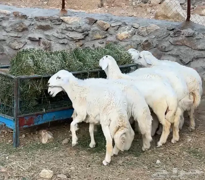 7طليان اضاحي مقفله شحم 3
