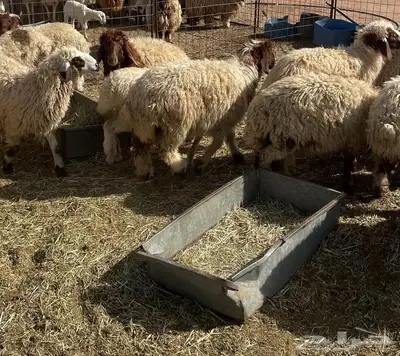 اضاحي نعيم فاخره تم البيع 1