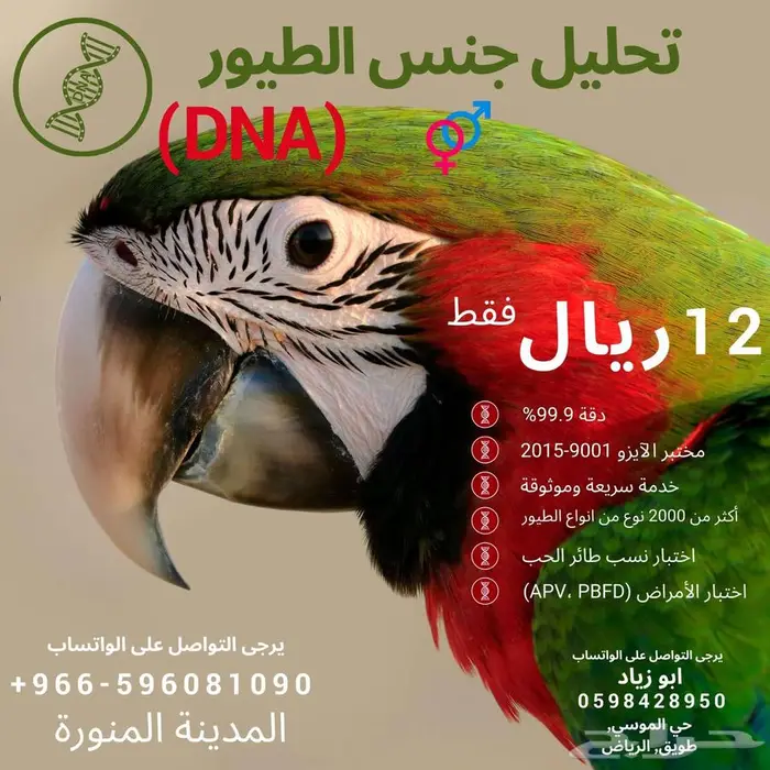 تحليل الطيور (تحليل DNA) لتحديد جنس الطيور 0