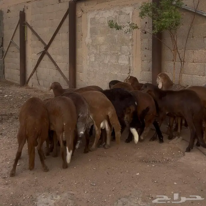 طليان سواكن مرابي 1