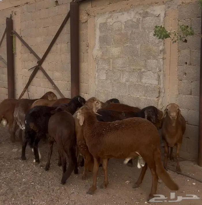 طليان سواكن مرابي 0