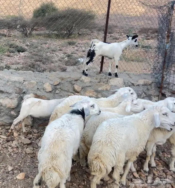 7طليان اضاحي مقفله شحم 1