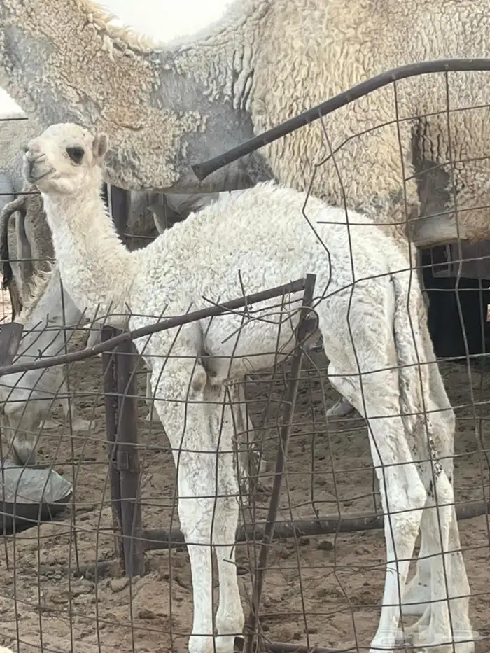 قعود كفو عمره شهر 0