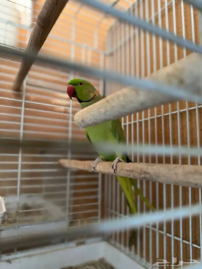 جوز طيور ببغاء درة 0