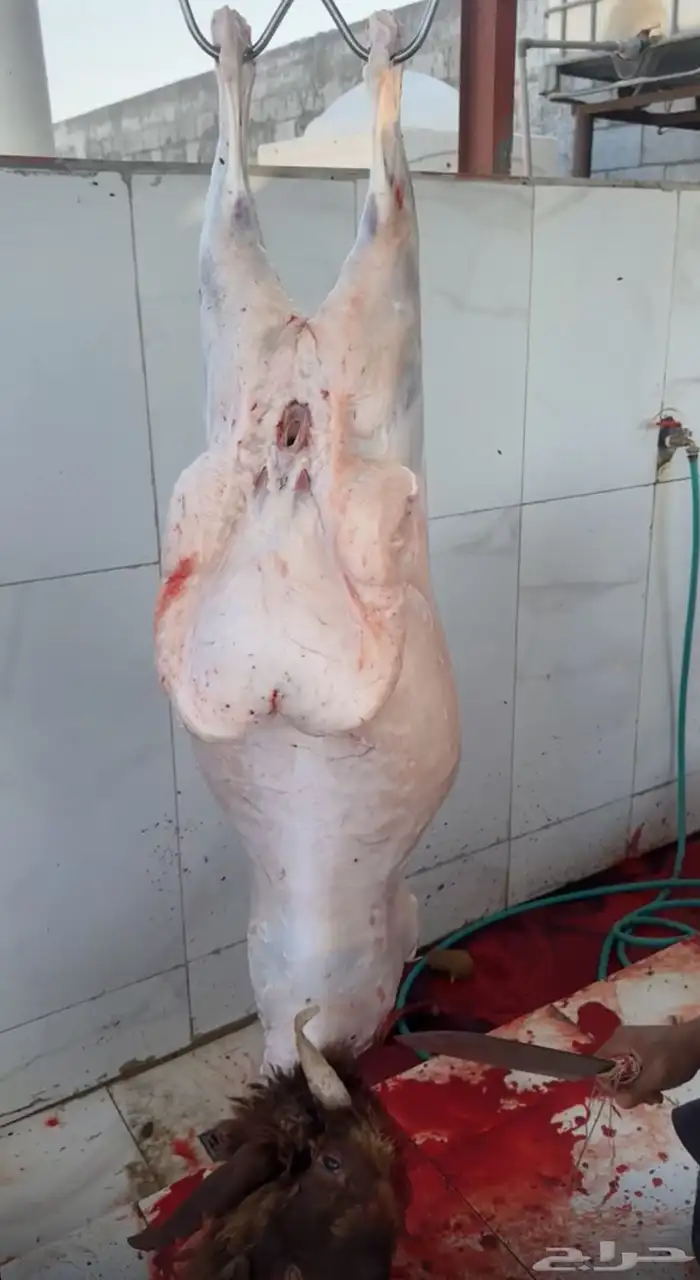 ذبائح طيبه ولله الحمد لدينا نعيم ونجدي الدمام الظهران الخبر 0