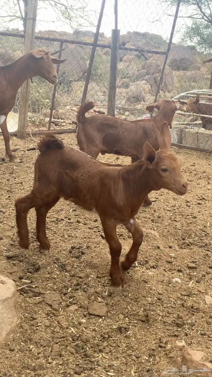 عنز عليها 2 2