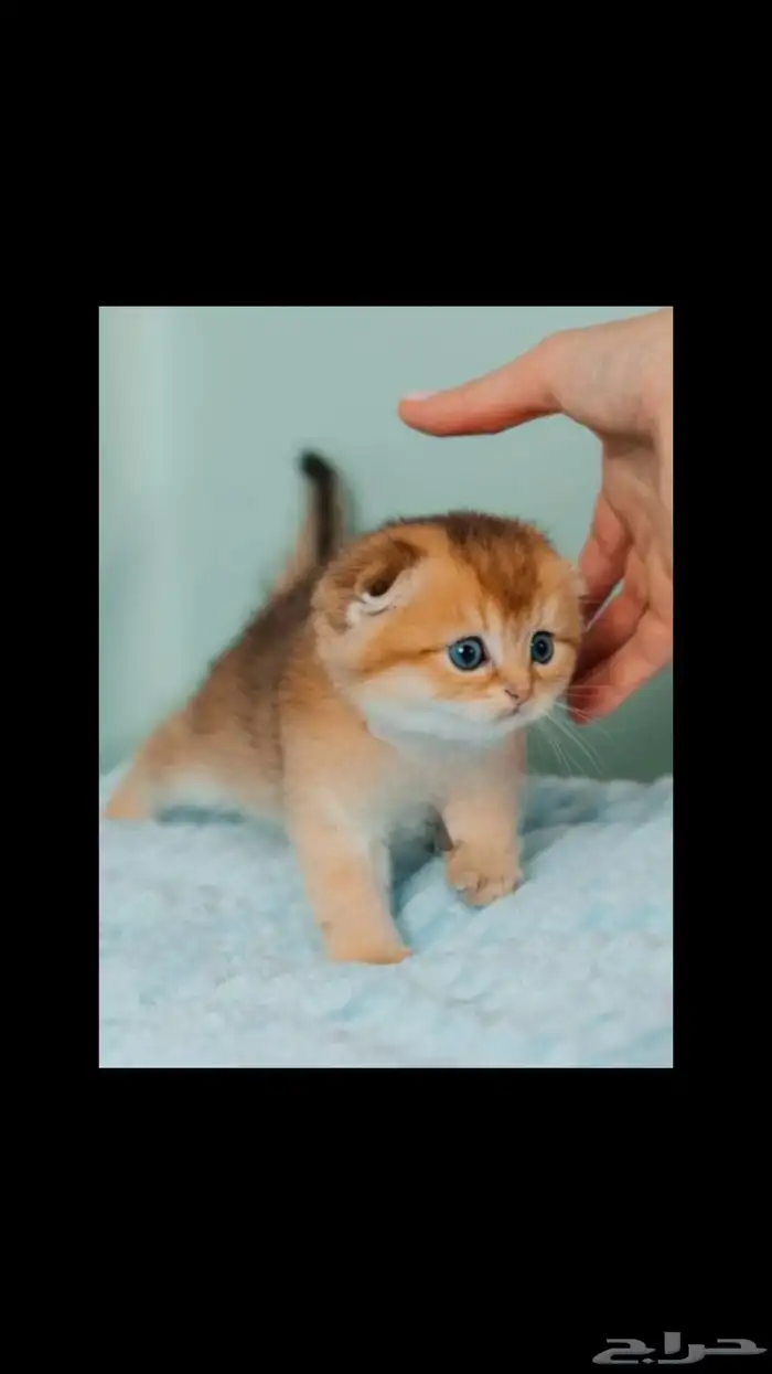 قطط سكوتش كيتن 1