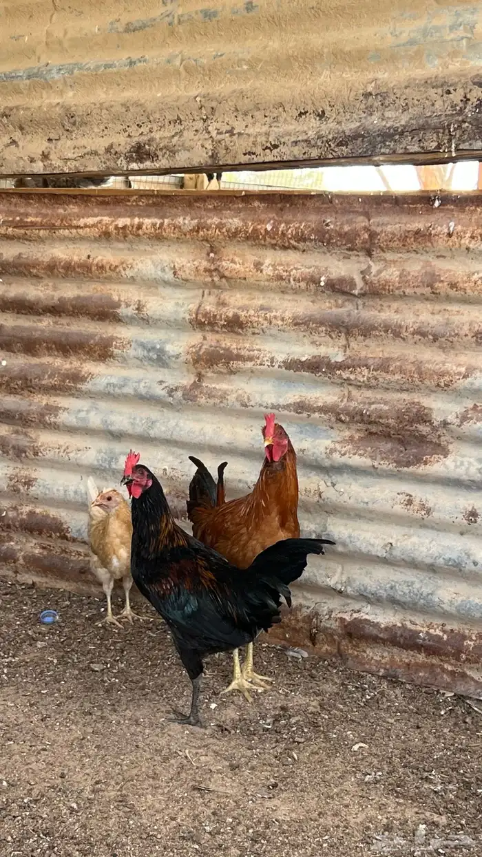 دجاج بلدي 3