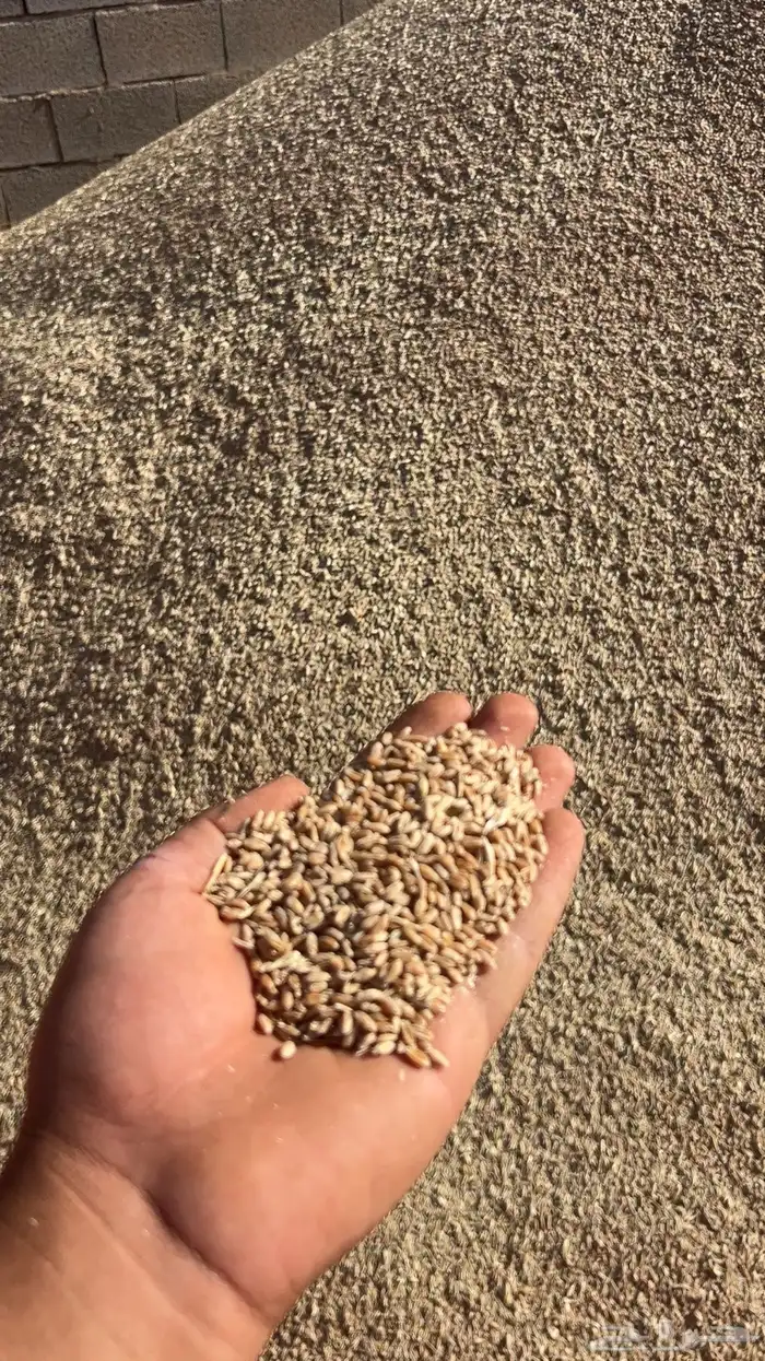 قمح بر للبيع 0