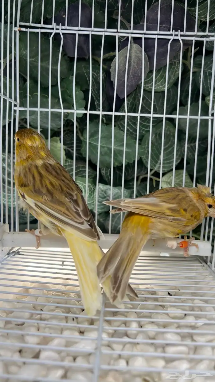 حبتين كناري مشمشي 0