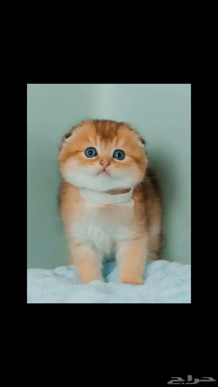 قطط سكوتش كيتن 0