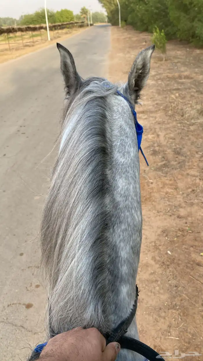 عسف خيل 0