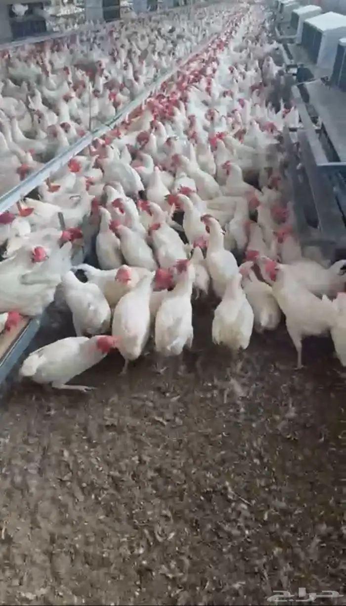 دجاج بياض العدد مفتوح 0