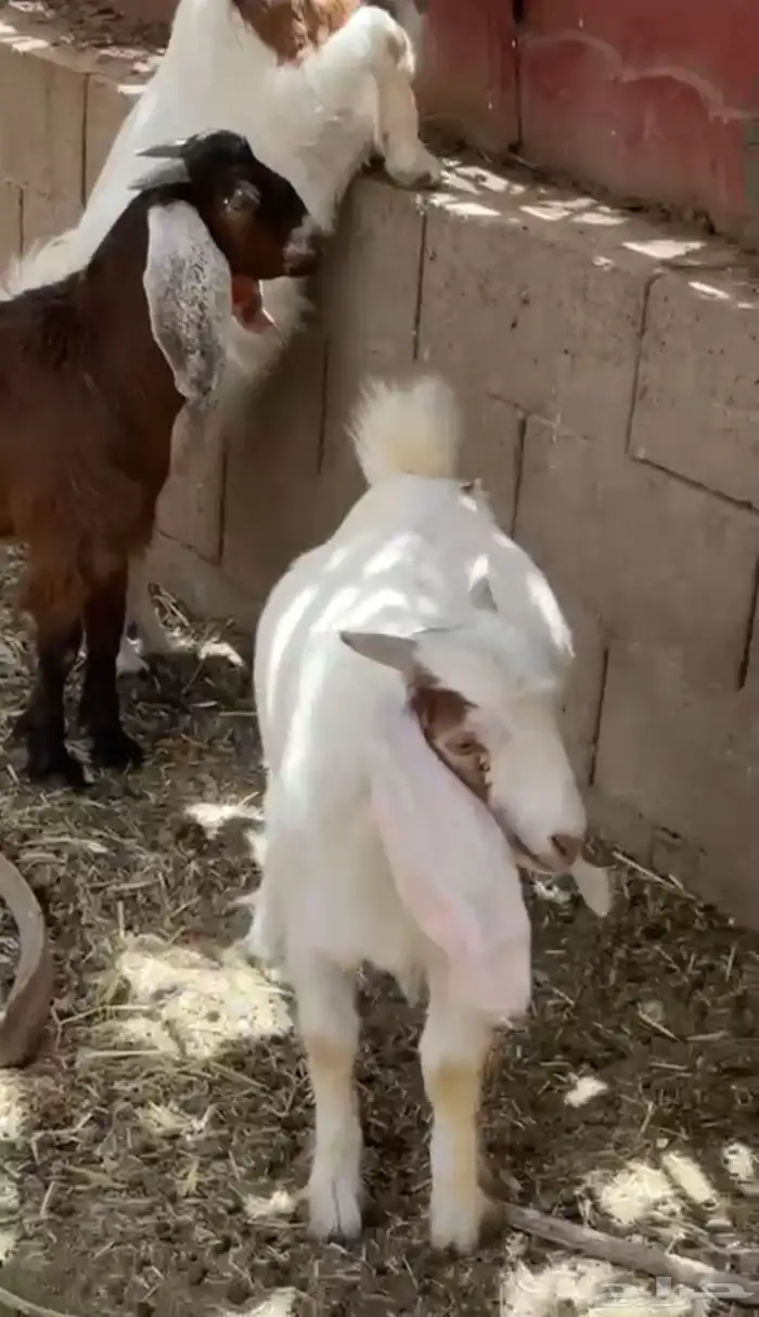 تيوس تم البيع تم البيع 2