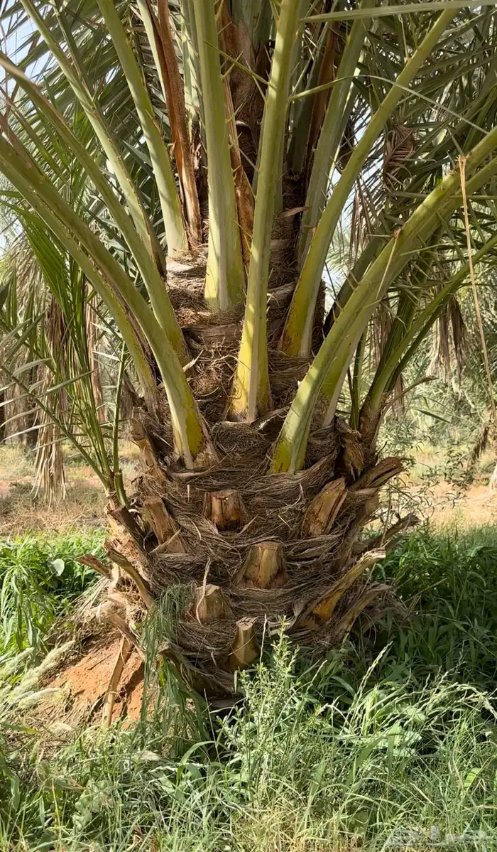 فروخ كبيره صقعي تعتبر جثايث 0