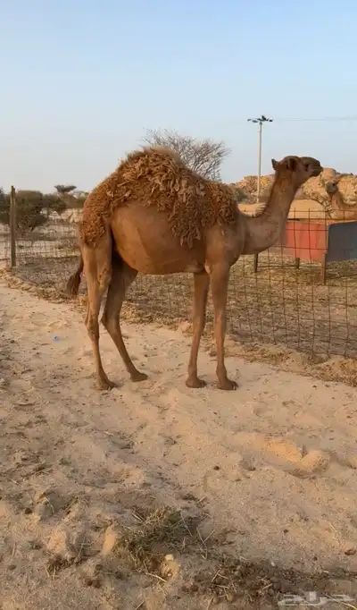 بكره عمرها 8 شهور (تمم البيعع) 0