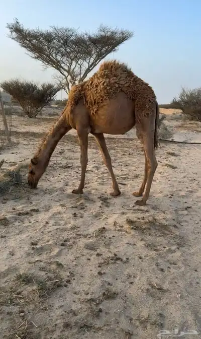 بكره عمرها 8 شهور (تمم البيعع) 2