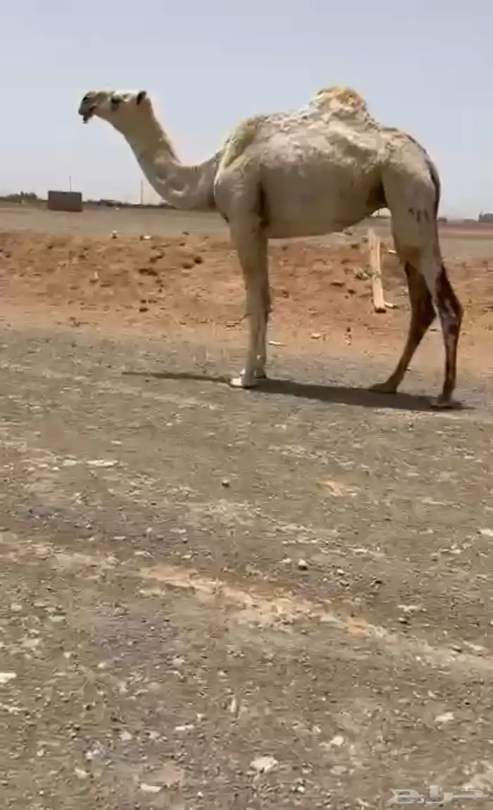 للبيع بكره وضحى طيبيه 0