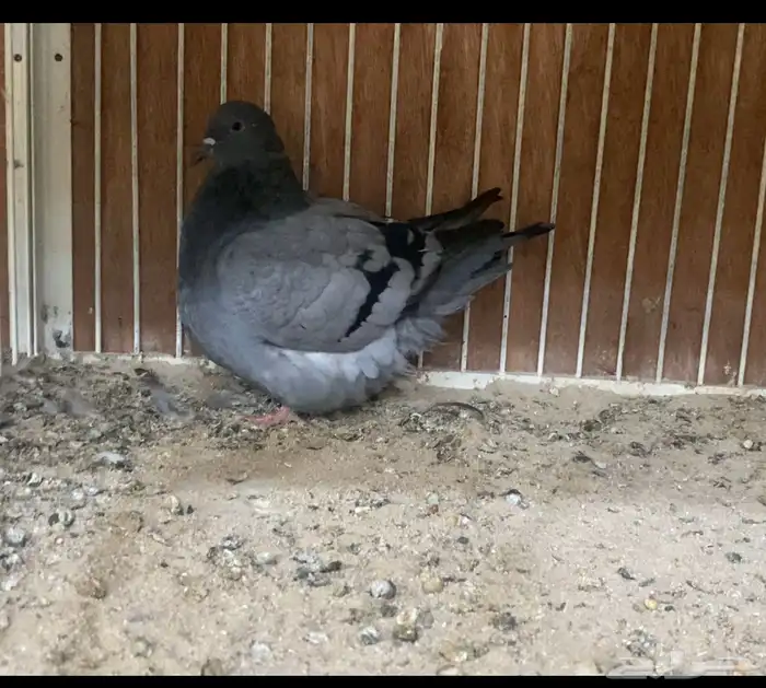 حمام فرش 5