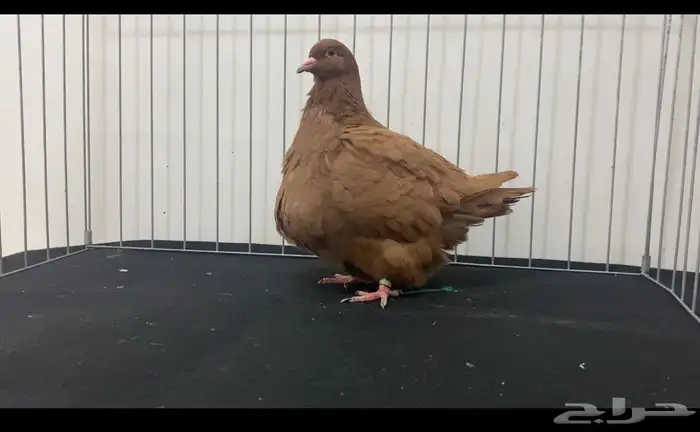 حمام فرش 4