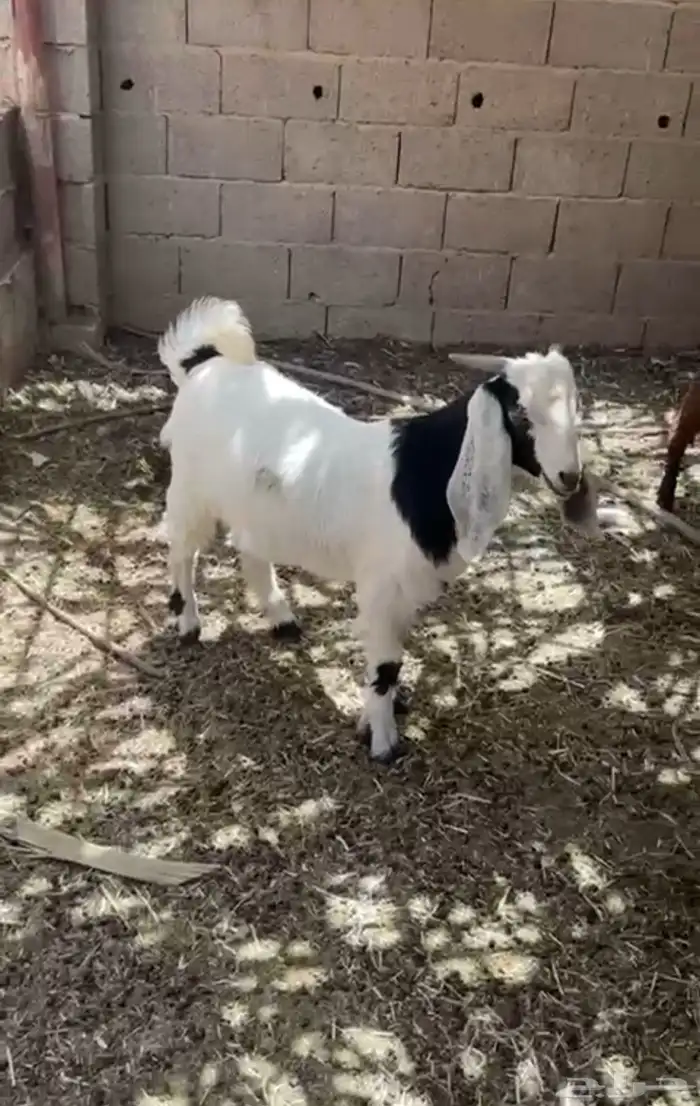 تيوس تم البيع تم البيع 0