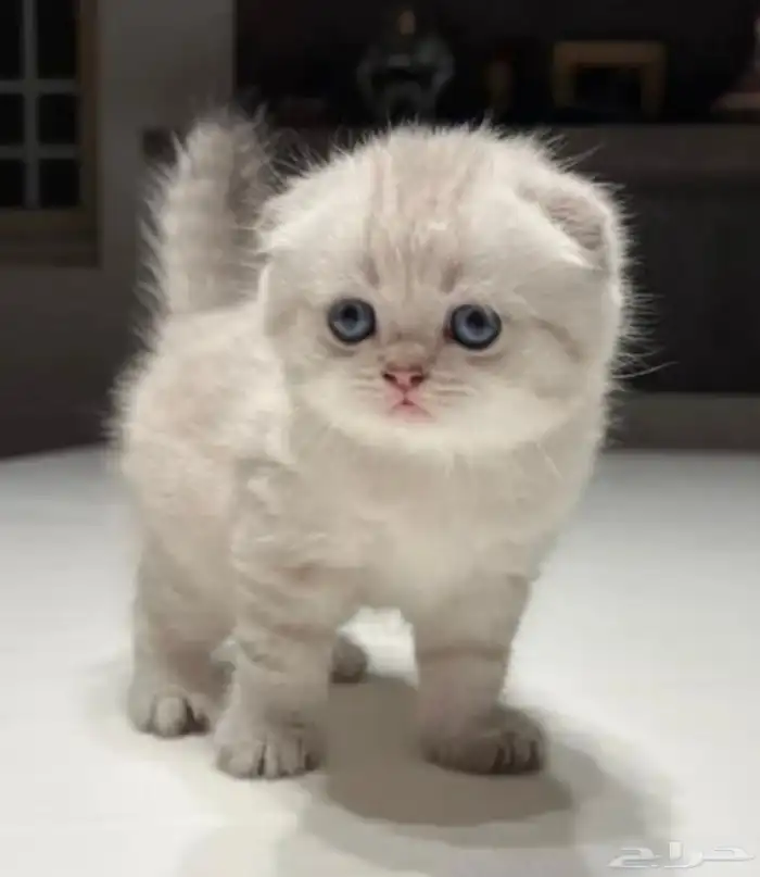 قطط سكوتش كيتن 2