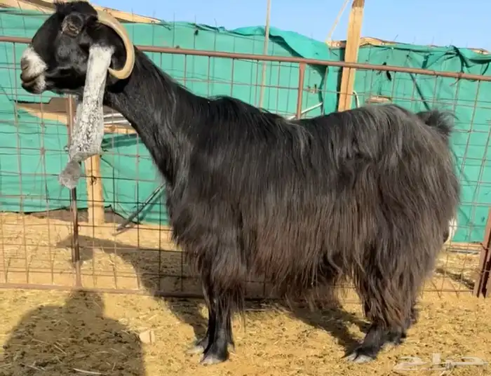 للبيع معزاء عوارض . مقاني طيبه ومنتجه 1