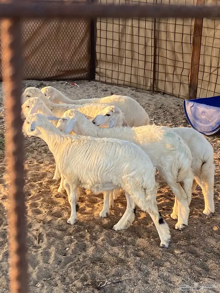 طليان ورخال 1