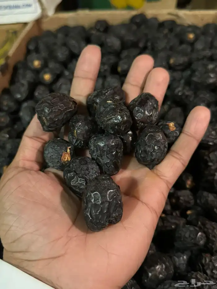 تمر عجو عجوة مزرعة الجديدة 1