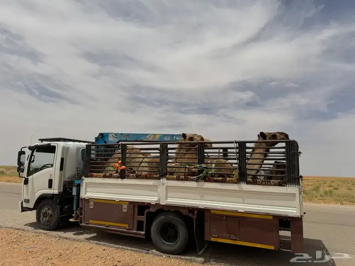 دنا ونش للمشاوير ونقل الحلال 1