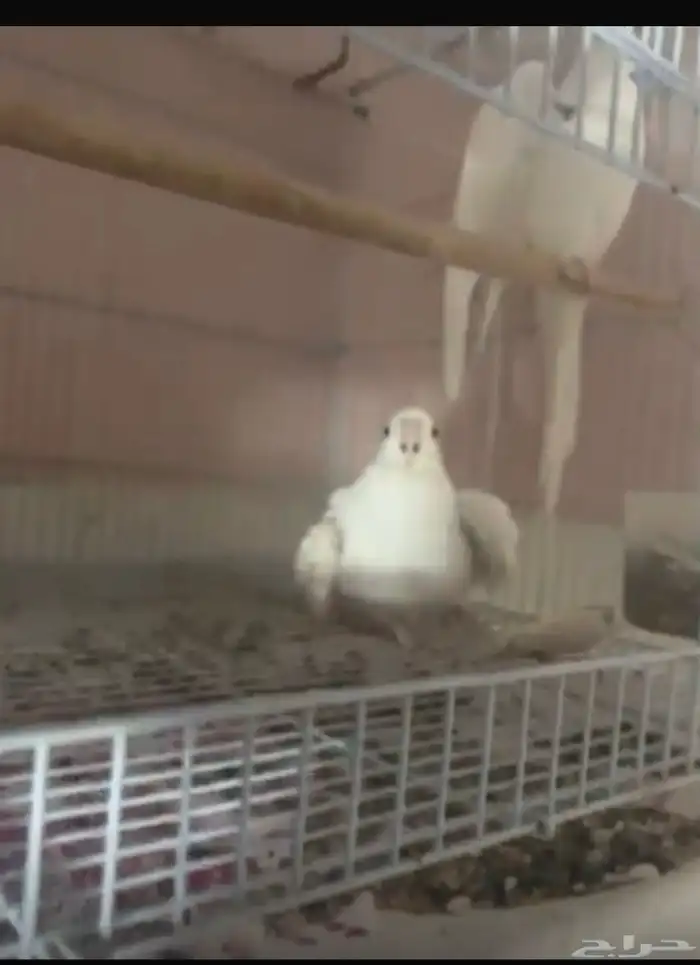 زوج كروان البينو 1