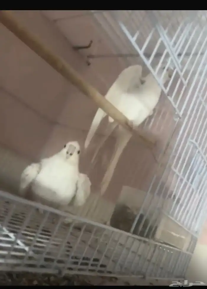 زوج كروان البينو 0