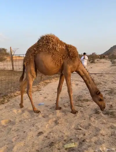 بكره عمرها 8 شهور (تمم البيعع) 1