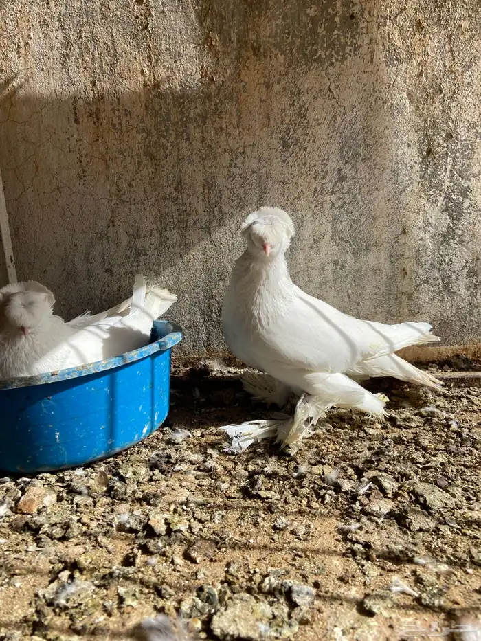 نجفي ابيض 1