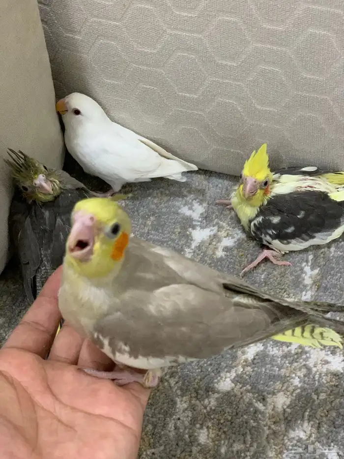 فروخ كروان وروز البينو. تم البيع 0