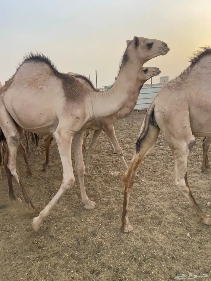 قعدان كفو للبيع تصلح زواجات ومبادي بسعر مناسب 20