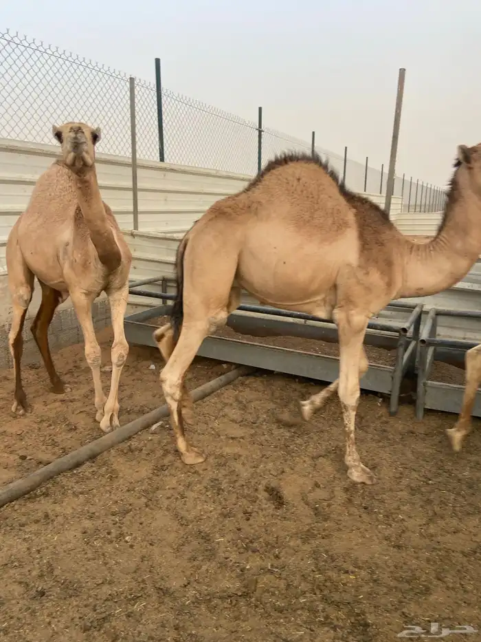 قعدان كفو للبيع تصلح زواجات ومبادي بسعر مناسب 5