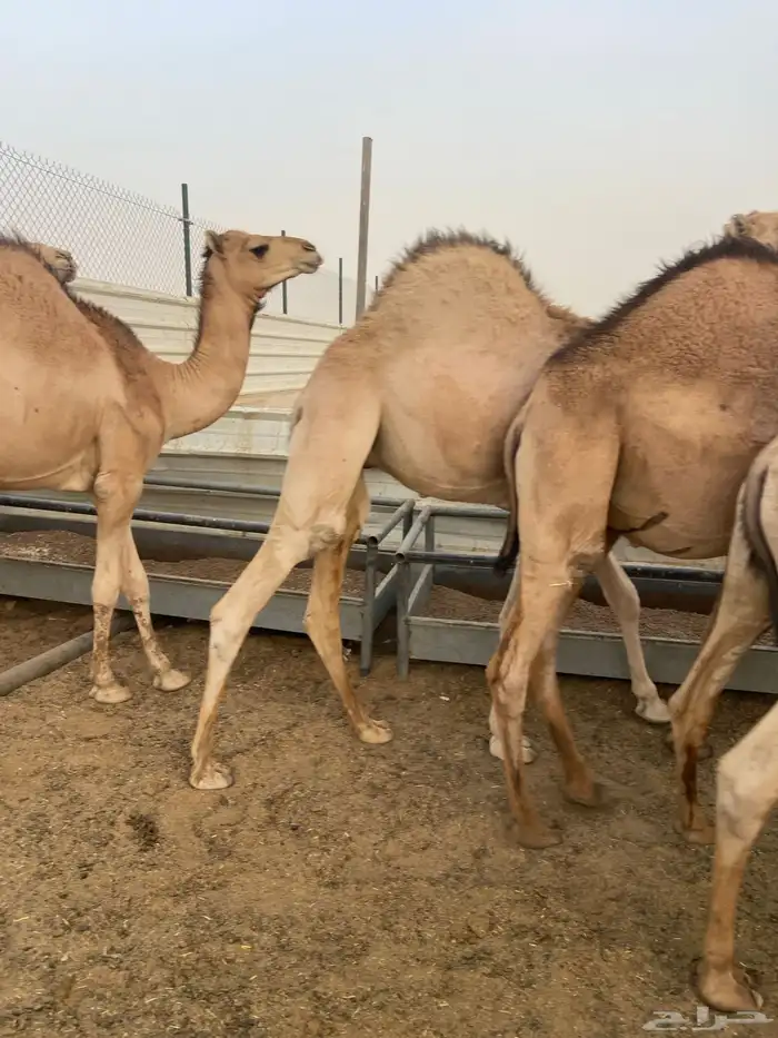 قعدان كفو للبيع تصلح زواجات ومبادي بسعر مناسب 4
