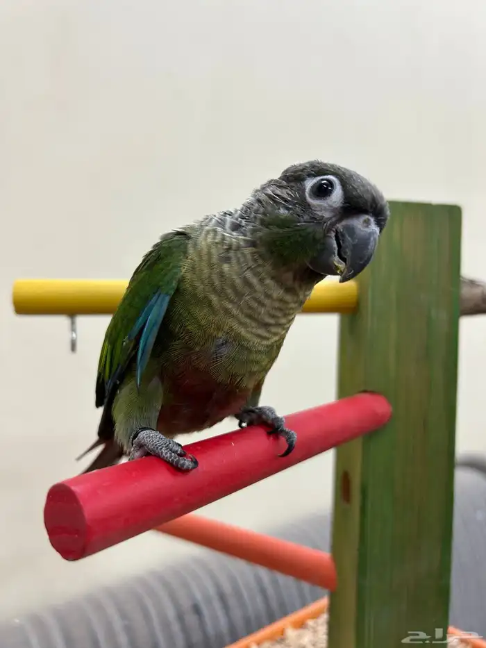 فروخ ببغاء كنيور بادجي روز سيريلاك أقفاص 6
