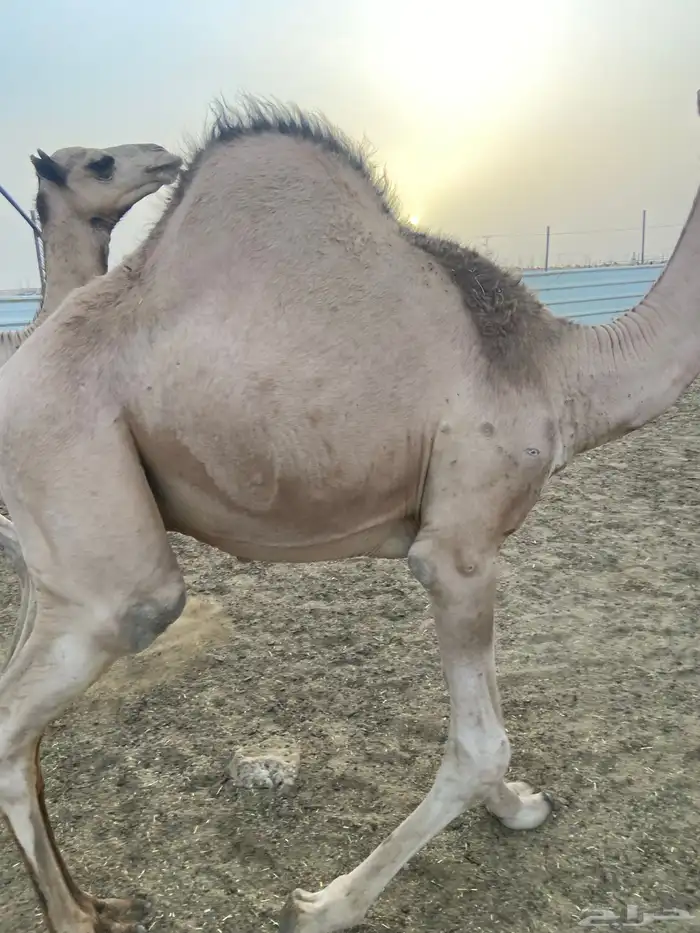 قعدان كفو للبيع تصلح زواجات ومبادي بسعر مناسب 22