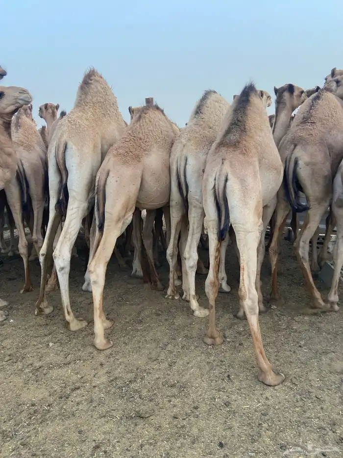 قعدان كفو للبيع تصلح زواجات ومبادي بسعر مناسب 15