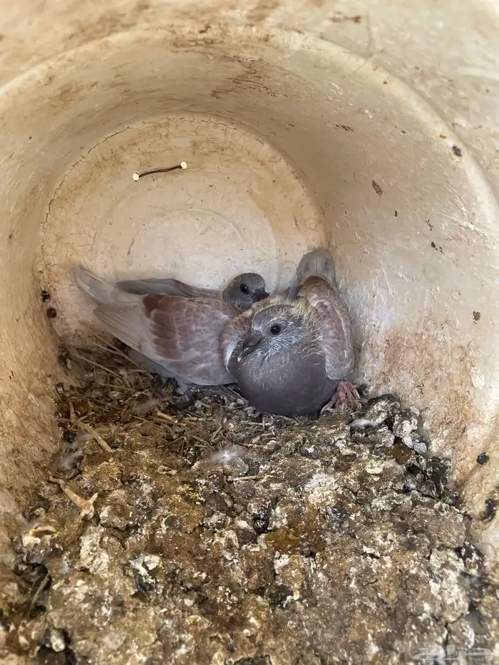 حمام زاجل البيع 1