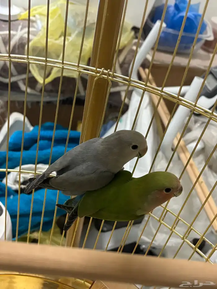 فروخ روز اليفه 2