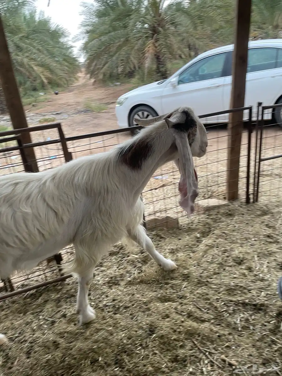 تيس فحل هولندي 1