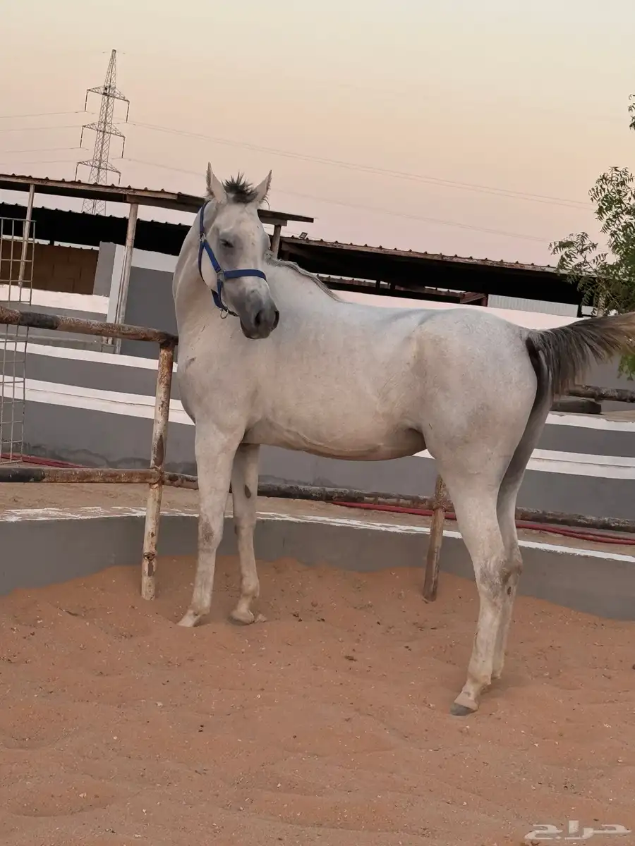فرس شعبيه لقاح معها سرج كامل 3