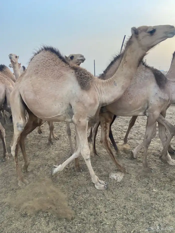 قعدان كفو للبيع تصلح زواجات ومبادي بسعر مناسب 21