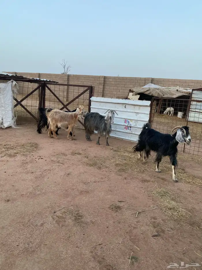 معزاء مضاريع 6