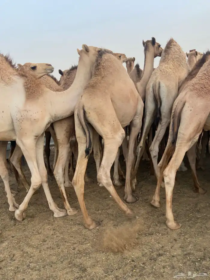 قعدان كفو للبيع تصلح زواجات ومبادي بسعر مناسب 14