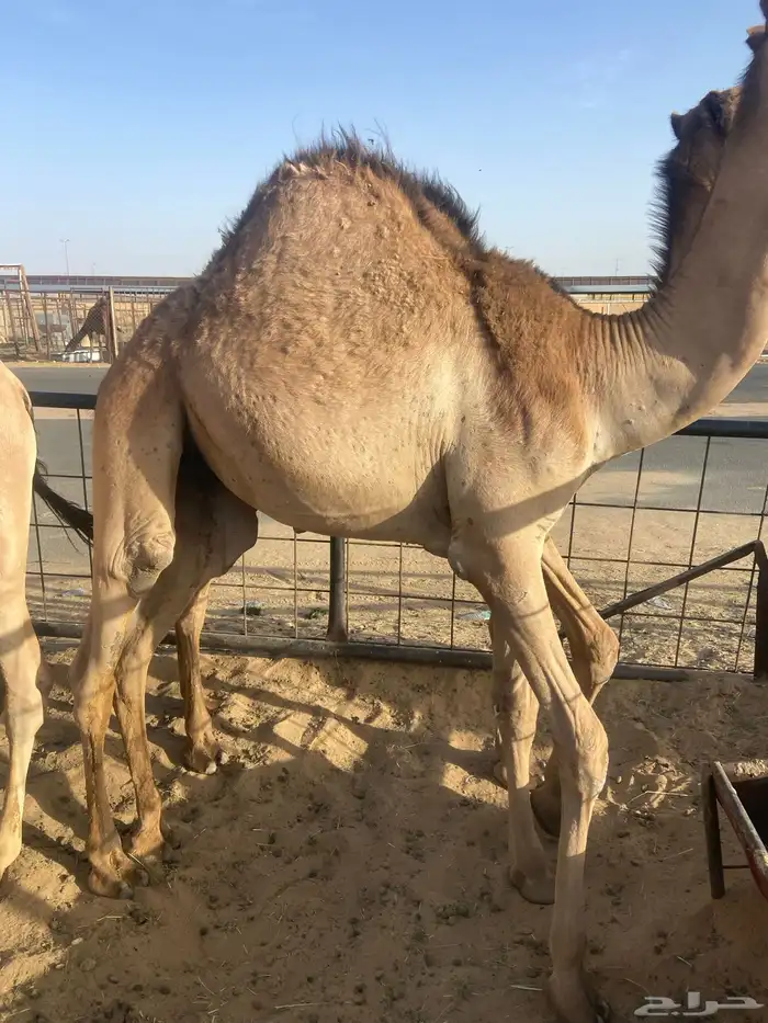 قعدان كفو للبيع تصلح زواجات ومبادي بسعر مناسب 0