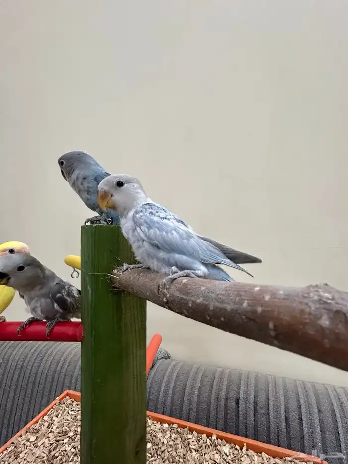 فروخ ببغاء كنيور بادجي روز سيريلاك أقفاص 1